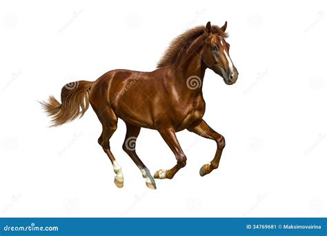 Young Chestnut Horse Stock Image Image Of Freedom Horse 34769681