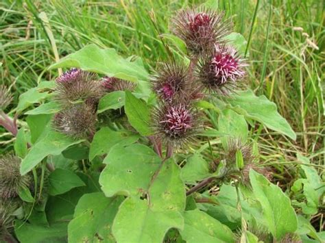 Burdock Arctium Spp In Manitoba Wild Plants Wild Edibles Edible