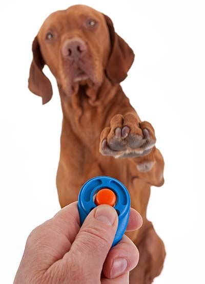 Clicker Training For Dogs American Kennel Club