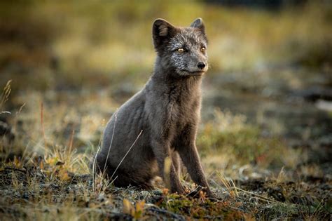 Arctic Fox In His Summer Coat Raww