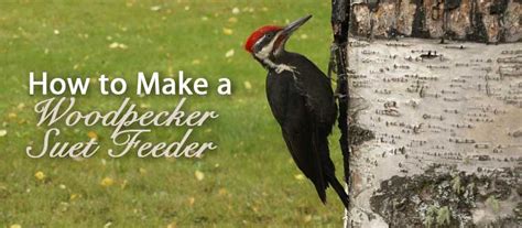 How To Make A Woodpecker Suet Feeder