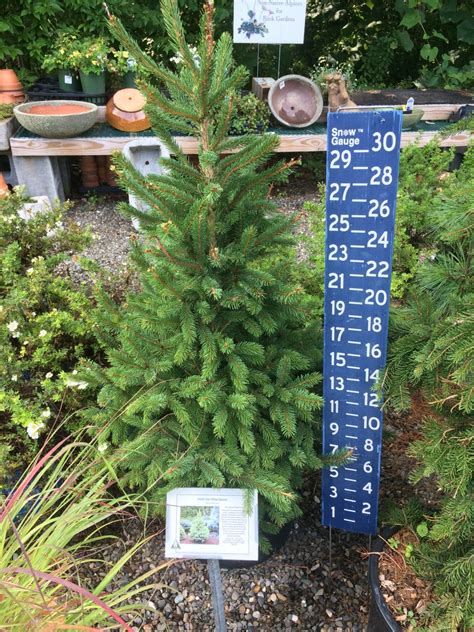 Picea Glauca ‘north Star White Spruce 6 Gallon Catskill Native