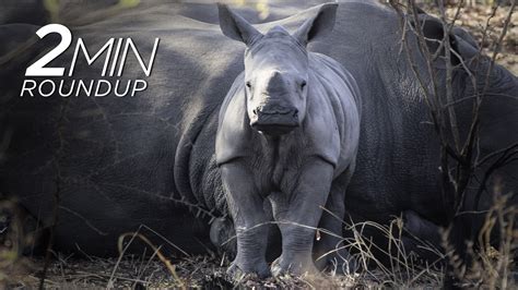 World Rhino Day Special From Happy To Heartbreaking The Latest Rhino