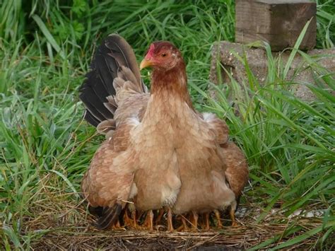 Mother Hen Protecting Her Chicks As A Hen Gathers Chickens