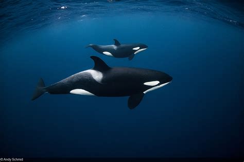 Photographing Orcas