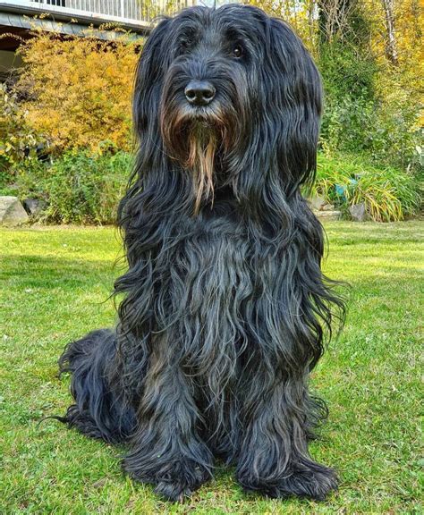 Briard Puppies Behavior And Characteristics In Different Months Until