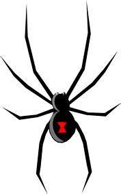 The spider produces a neurotoxic protein that is. Black widow spider Actual Size Image