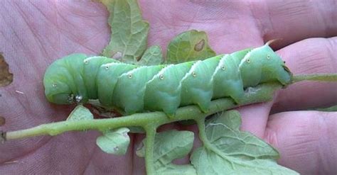 What Do Tomato Hornworms Turn Into