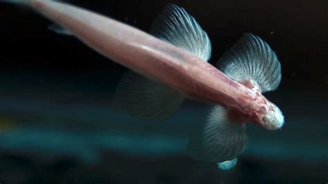 This Fish Can Actually Walk Up Waterfalls Youtube