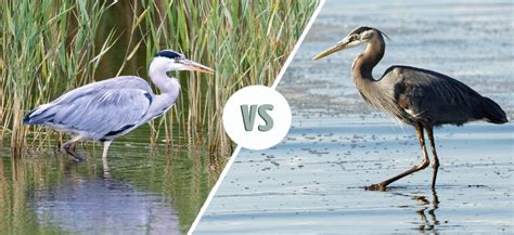 Grey Heron Vs Great Blue Heron How To Tell The Difference Optics Mag