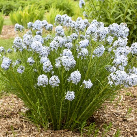 Photo Essay New Proven Winners® Perennials For 2022 Perennial Resource