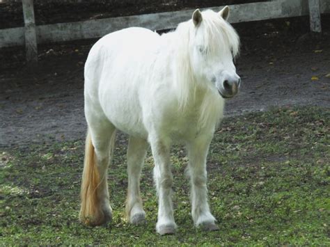 Can Miniature Horses Eat Carrots All You Need To Know
