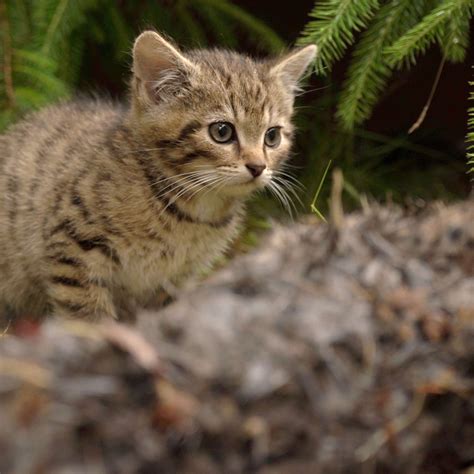 Tiny Kittens Found Alone In Forest Werent Normal Kittens At All Wild