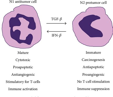Figure 1 From Distinct Functions Of Neutrophil In Cancer And Its