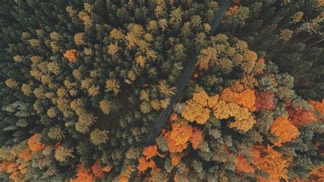 1920x1080 1920x1080 Nature Trees Forest Road Fall Landscape Aerial
