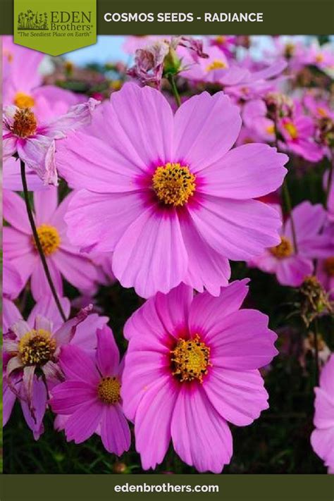 Cosmos Seeds Radiance Flower Seeds In Packets And Bulk Eden