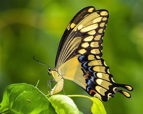 What Flowers Do Swallowtail Butterflies Like Eastern Tiger