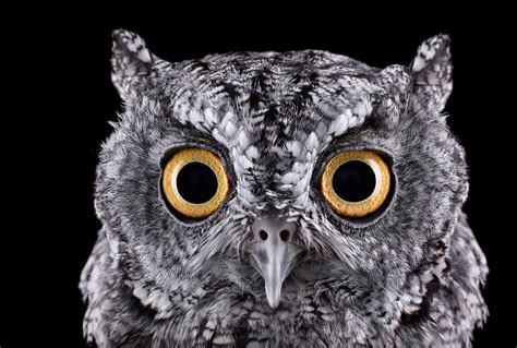 Búho Owl Animales Salvajes Retratos De Mascotas Fotografía De