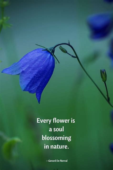 Instead of picking flowers, pick flower quotes to share with friends and loved ones. Quotes, Tools and Inspiration for your Soul! | Nature ...
