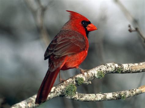 The Cardinal | Bird USA | Beauty Of Bird