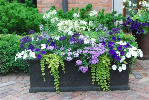 100 Ideas To Try About Trailing Cascading Spiller Plants For Baskets