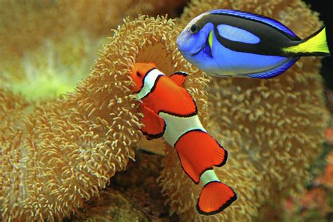 Clownfish And Regal Tang By Aamir Yunus Clown Fish Dory And Marlin Art