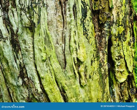 Close Up At Very Detailed Tree Bark Texture In High Resolution Stock