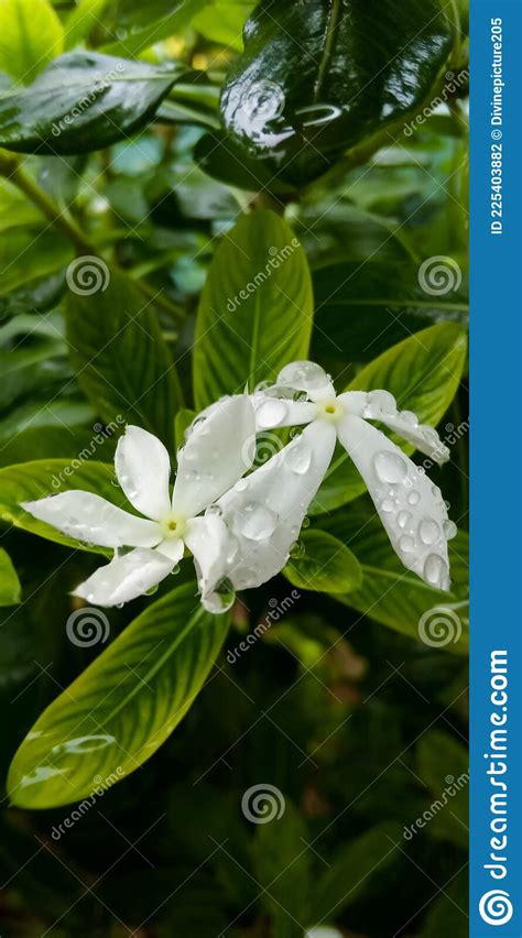 White Flower With Water Droplets Stock Photo Image Of Nature Droplet