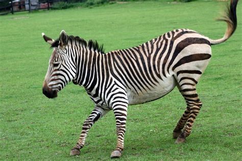 The Zebra Lovely Animal All Interesting Facts Animals Lover