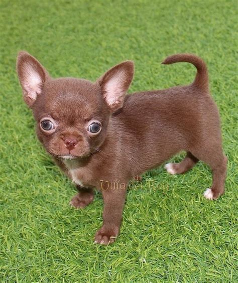 Chihuahua Cute Dog Chocolate Color Cute Fluffy Puppies Chihuahua