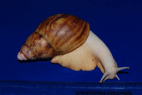 W Midlands Giant Land Snail Albino Archachatina Marginata Suturalis