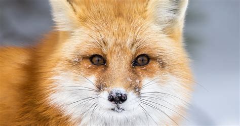 L A Enacts Fur Sales Ban The Fur Bearers