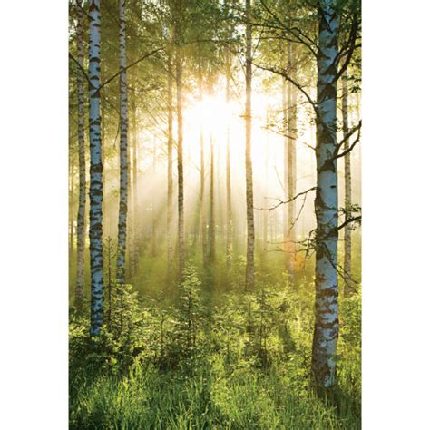 Forest Scene Deco Wall Mural Iwoot