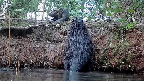 Staffordshire Welcomes First Beaver Birth In 400 Years Within Britains