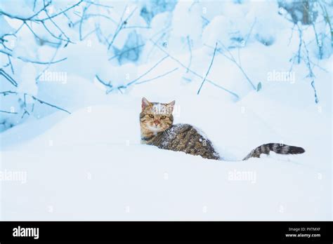 Cat Covered With Snow Sitting In The Deep Snow In A Blizzard Stock