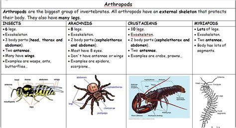 Phylum Arthropoda Its Classification And Characteristics Overall