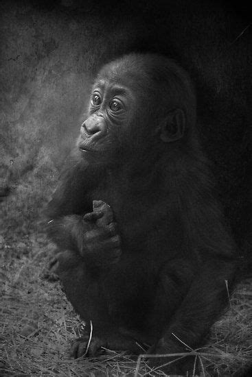 Baby Gorilla Portrait By Tamara Kaylor Animallovers Gorilla