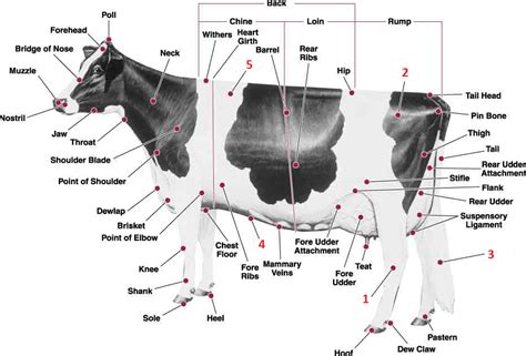 Blank body parts diagram pdf download mozoolab net. Pin on 4-H Project: Livestock