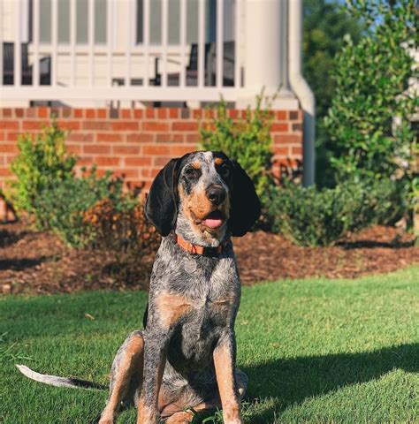15 Amazing Facts About Coonhounds You Might Not Know Page 5 Of 5