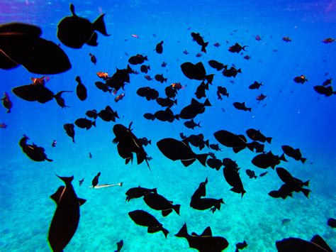 April 10 18 2017 Bora Bora French Polynesia Reef Fish Qc Exclusive