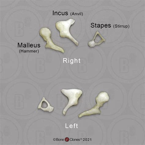 Human Ossicles Set Of 6 Bone Clones Inc Osteological Reproductions