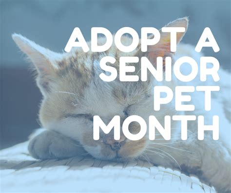 November Is Adopt A Senior Pet Month