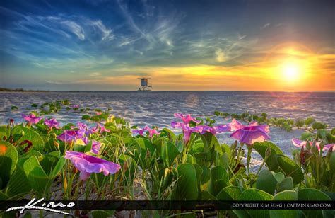 Beach Morning Glory Flower At Sunrise Hdr Photography By Captain Kimo