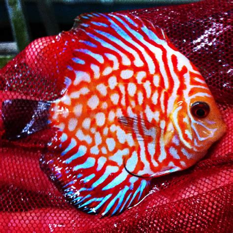 A very excellent source of protein not only for humans but for discus fish as well. Sapphire Dragon Discus Fish (3-4 inches) - Aquarium Fish ...