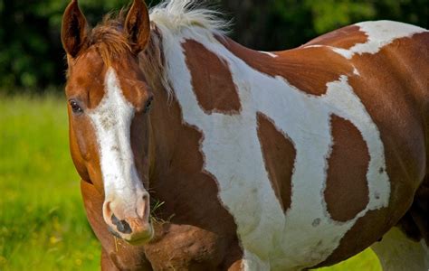 North American Spotted Draft Horse Origin Types And Cost Helpful