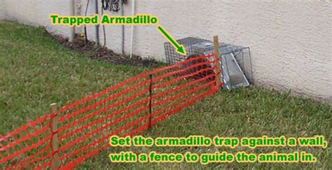 How To Trap An Armadillo Trapping Tips And Bait Advice