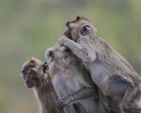 Three Monkey Playing Stock Image Image Of Mauritius 131142187