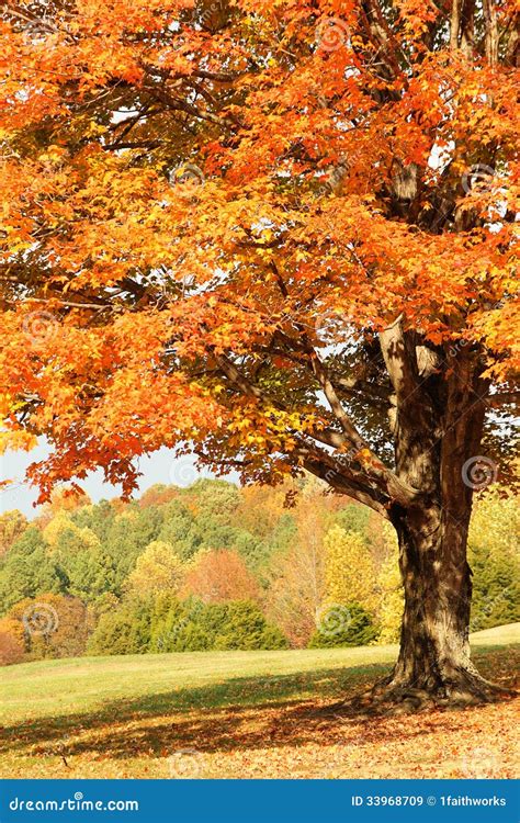 Autumn Maple Tree Stock Image Image Of Colorful Copyspace 33968709