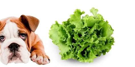 Can Dogs Eat Lettuce Is Iceberg Or Romaine Ok For A Puppy