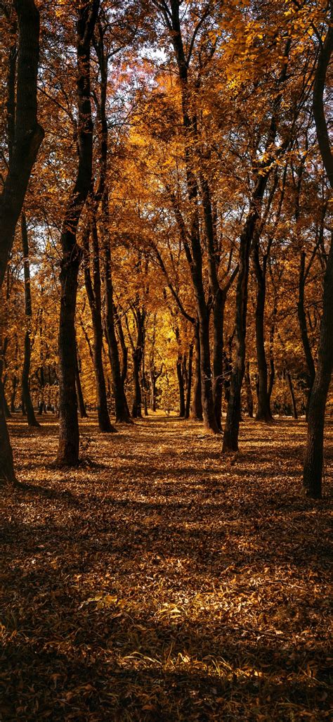 Download 1125x2436 Fall Trees Leaves Forest Path Wallpapers For